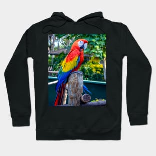 Parrot Hoodie